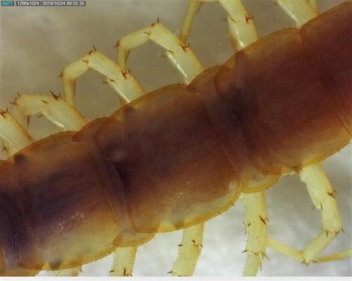 Réf. 242 327 : Lithobius melanops